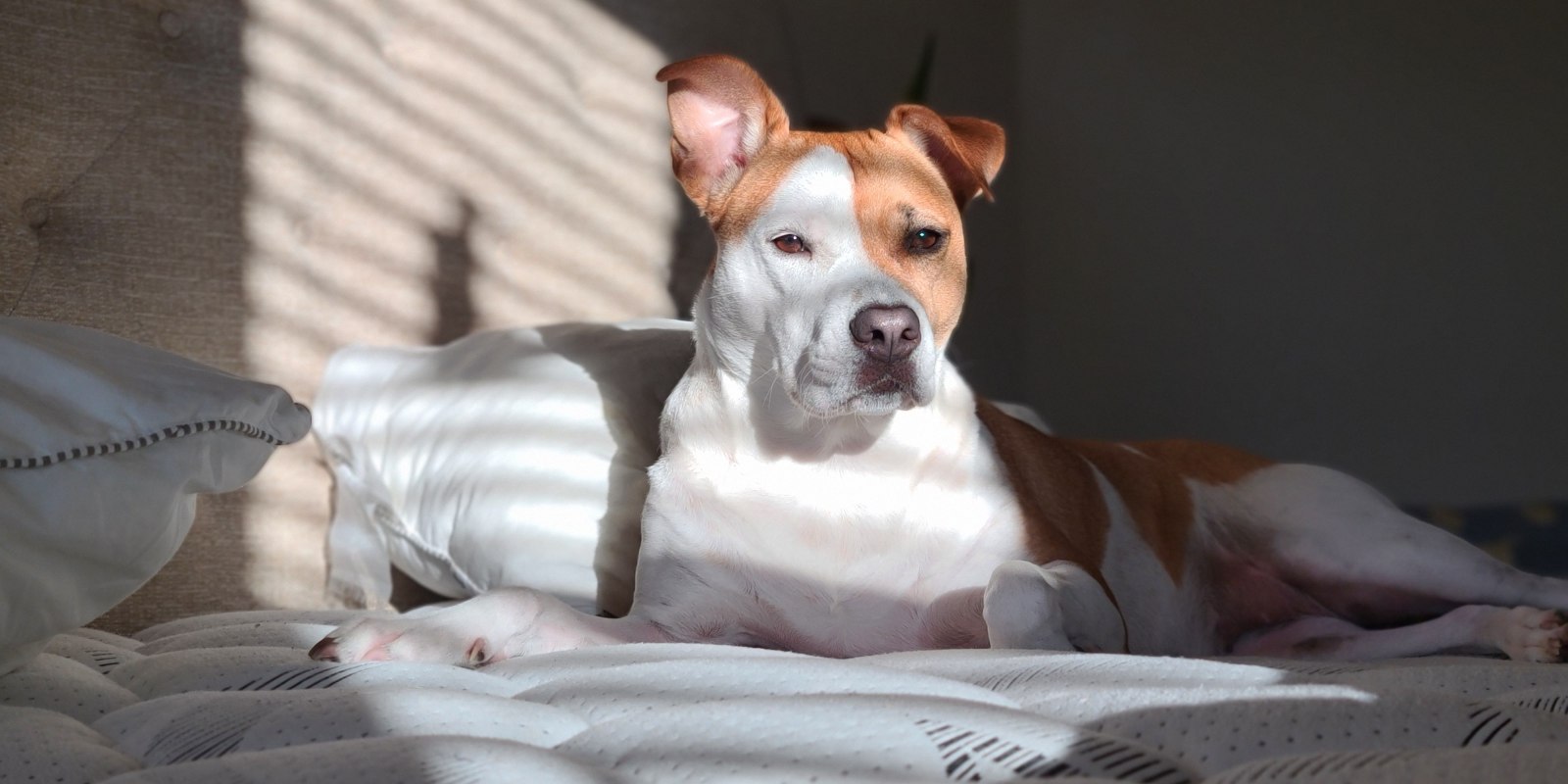 Can Pet Odor Be Removed From a Mattress?