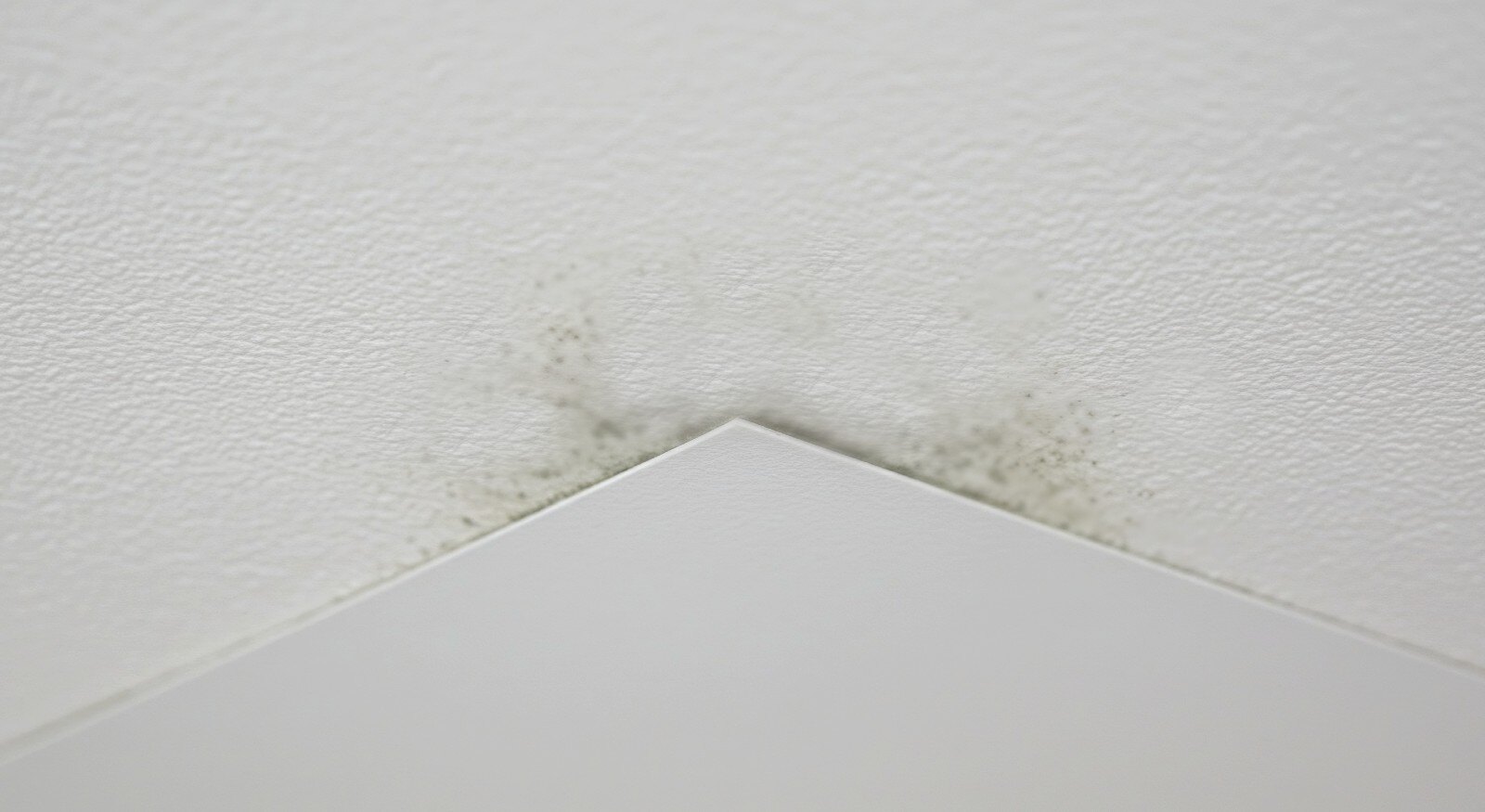 Mildew growing in a corner on a ceiling.