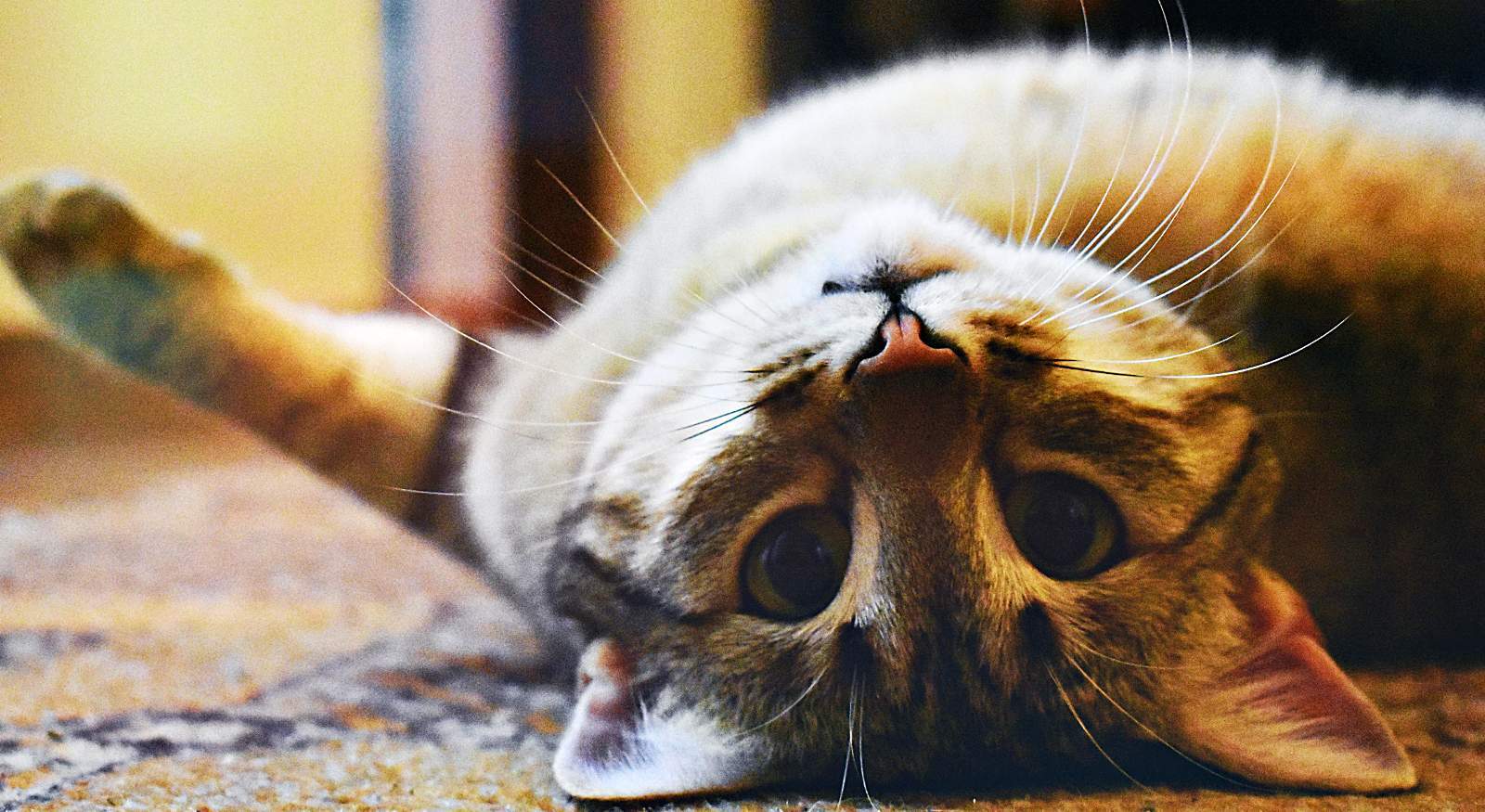 A cat on top of carpet